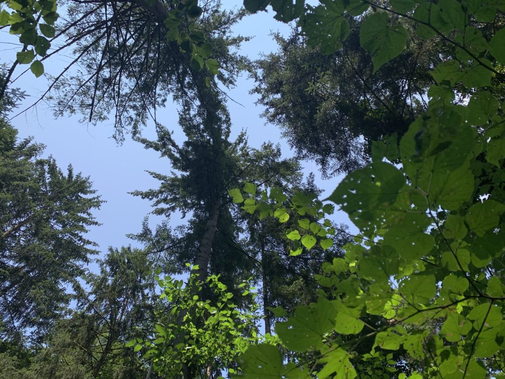 ohne zu drängen, und gebe behutsame Impulse. Spaziergänge mit