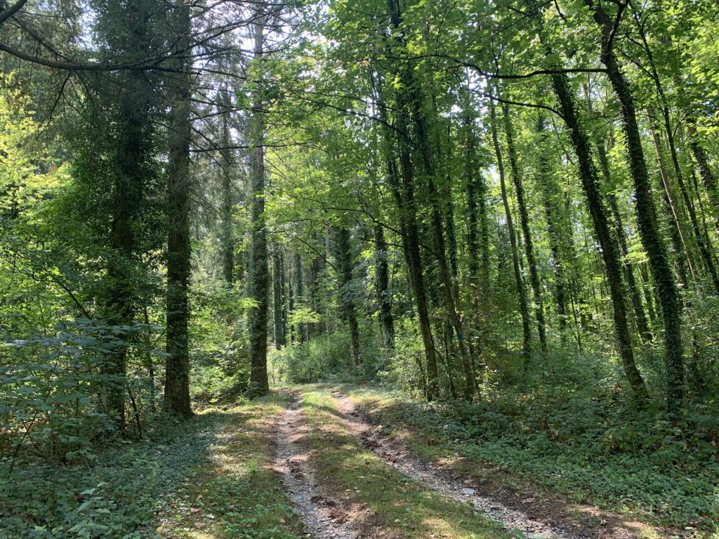 ohne zu drängen, und gebe behutsame Impulse. Spaziergänge mit